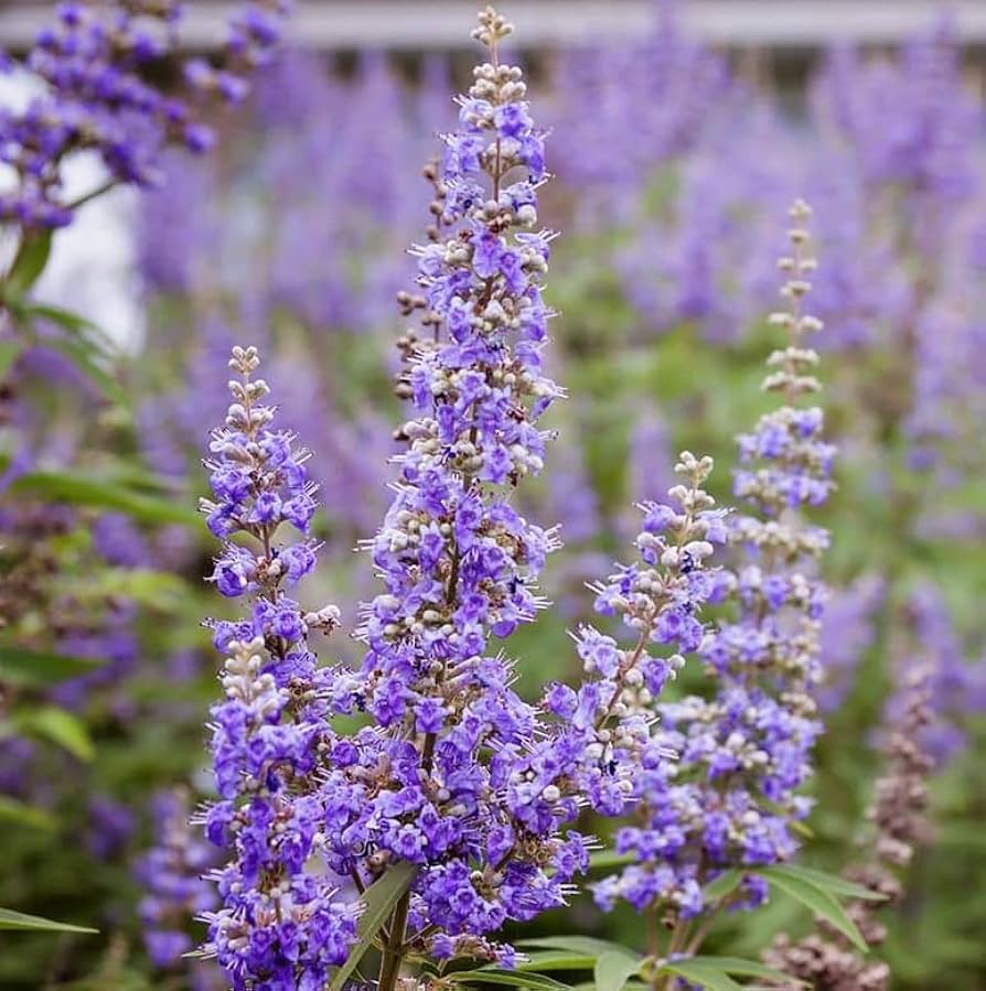 7-thao-duoc-dung-sau-hieu-qua-cua-vien-noi-tiet-to-hormone-support-for-her 1