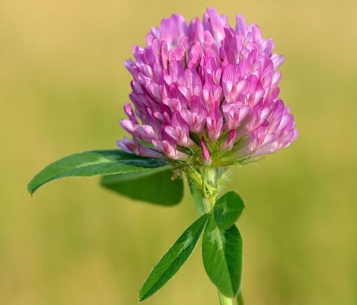 7 thảo dược đứng sau hiệu quả của Viên nội tiết tố Hormone Support For Her 10