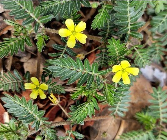 7 thảo dược đứng sau hiệu quả của Viên nội tiết tố Hormone Support For Her 11