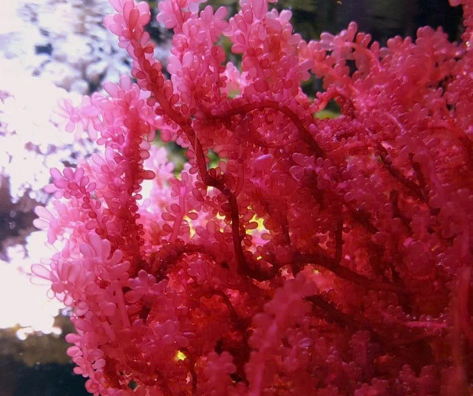 Vì sao nên bổ sung Canxi từ Bone Support để chăm sóc xương khỏe mạnh? 4